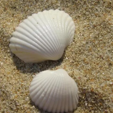 Harmony Słoneczny Brzeg